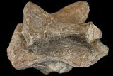 Partial Triceratops Vertebra - North Dakota #120176-1